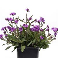 Verbena Santos Purple