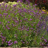 Verbena Santos Purple