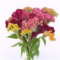 Supercrest Mix Celosia