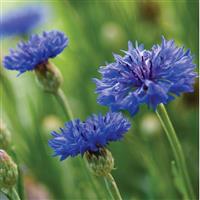 Cyanus Blue Boy Centaurea