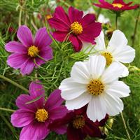 Versailles Mix Cosmos