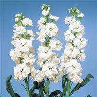 Cheerful White Matthiola
