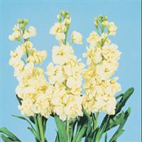 Cheerful Yellow Matthiola