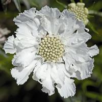 Scabiosa caucasia Fama White