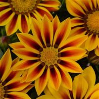 New Day<sup>®</sup> Red Stripe Gazania
