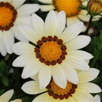 New Day<sup>®</sup> White Gazania