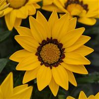 New Day<sup>®</sup> Yellow Gazania