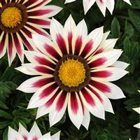 New Day<sup>®</sup> Rose Stripe Gazania