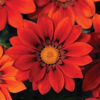 New Day<sup>®</sup> Red Shades Gazania