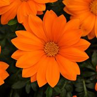 New Day<sup>®</sup> Clear Orange Gazania