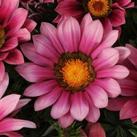New Day<sup>®</sup> Pink Shades Gazania