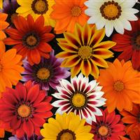 New Day<sup>®</sup> Mixture Gazania