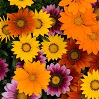New Day<sup>®</sup> Bright Mixture Gazania