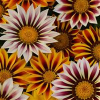 New Day<sup>®</sup> Tiger Mixture Gazania