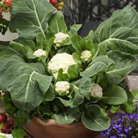 Multi Head White Cauliflower