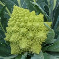 Veronica Cauliflower