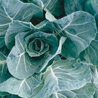Flash Collards