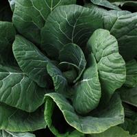 Vates Collards