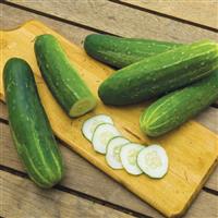 Straight Eight Cucumber