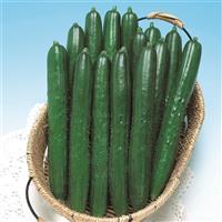 Summer Dance Cucumber