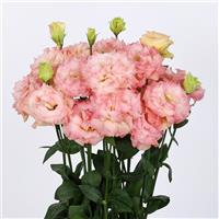 Voyage 3 Champagne Cut Flower Lisianthus