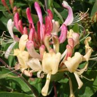 Lonicera Sweet Tea