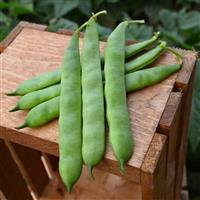 Velero Bean