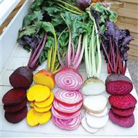 Rainbow Mix II Beet