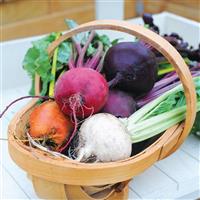 Rainbow Mix II Beet