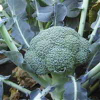 Lieutenant Broccoli