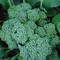 Waltham Broccoli