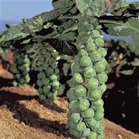 Jade Cross Brussels Sprouts