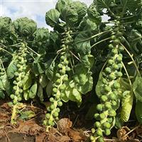 Silvia Brussels Sprouts