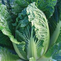 China King Cabbage