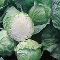 Early Jersey Wakefield Cabbage