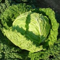 Savoy Alcosa Cabbage