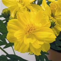 Limara Lemon Cosmos