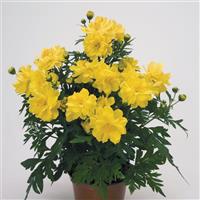 Limara Lemon Cosmos