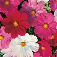 Sensation Mix Cosmos