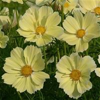 Xanthos Cosmos