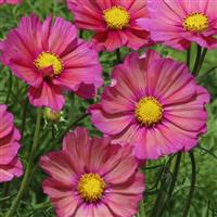 Xsenia Cosmos