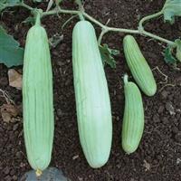 Armenian Cucumber