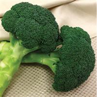 Green Magic Broccoli