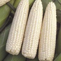 Devotion White Sweet Corn