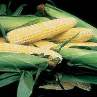 Honey 'N Pearl Sweet Corn