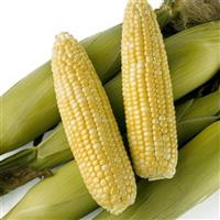 Obsession Sweet Corn
