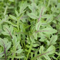 Dragon's Fire Arugula