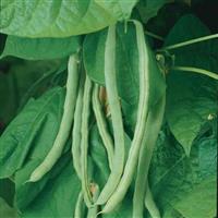 Kentucky Wonder Bean