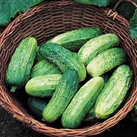 Bush Pickle Cucumber