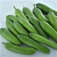 Green Light Cucumber